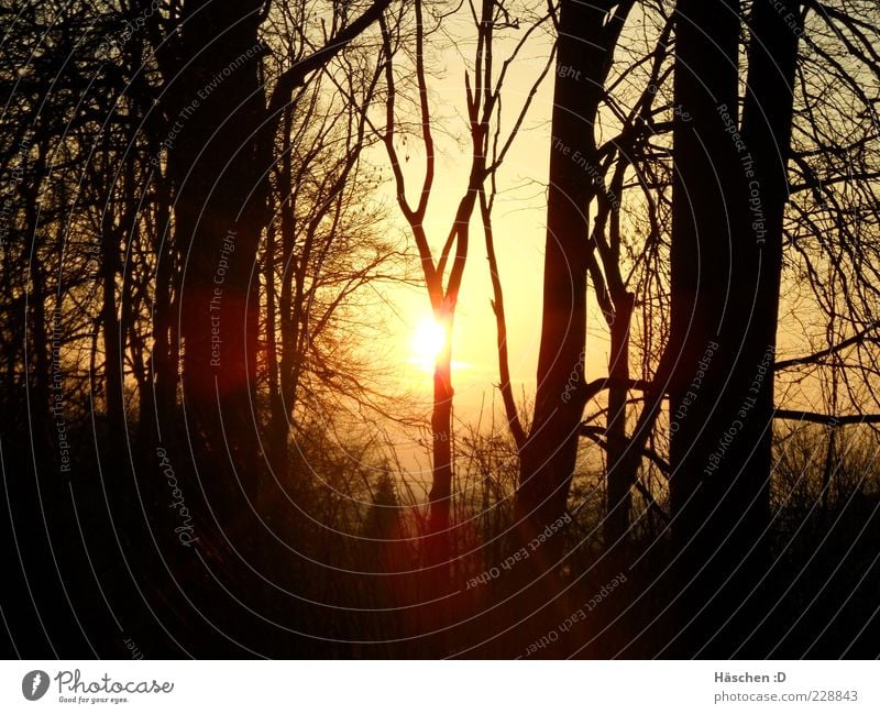 Letzter Sonnenstrahl Natur Luft Himmel Sonnenaufgang Sonnenuntergang Sonnenlicht Schönes Wetter Baum Wald natürlich Lichtstrahl Farbfoto Außenaufnahme