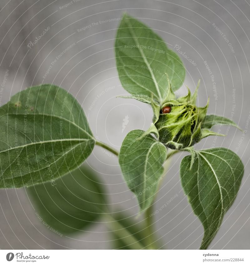 Marienkäferversteck Umwelt Natur Pflanze Blatt Blüte einzigartig entdecken Leben Pause ruhig schön Schutz Sicherheit Umweltschutz Versteck Größenunterschied