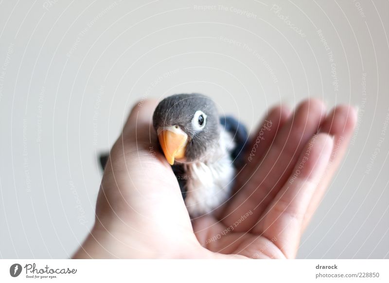 Baby Blau Hand 1 Mensch Tier Haustier Vogel Tiergesicht Agapornis Liebesvogel Tierjunges niedlich blau schwarz weiß Freundschaft Zusammensein Tierliebe