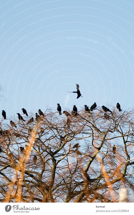 Die 20 Raben Umwelt Natur Pflanze Tier Schönes Wetter Baum Grünpflanze Wildpflanze Geäst Ast Zweig Wildtier Vogel Rabenvögel Krähe Tiergruppe Schwarm fliegen