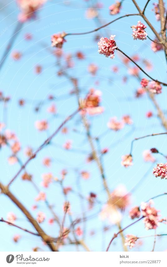 Rosa gepunktet Sinnesorgane Erholung Meditation Ferien & Urlaub & Reisen Feste & Feiern Taufe Himmel Frühling Sommer Dekoration & Verzierung Kitsch Krimskrams