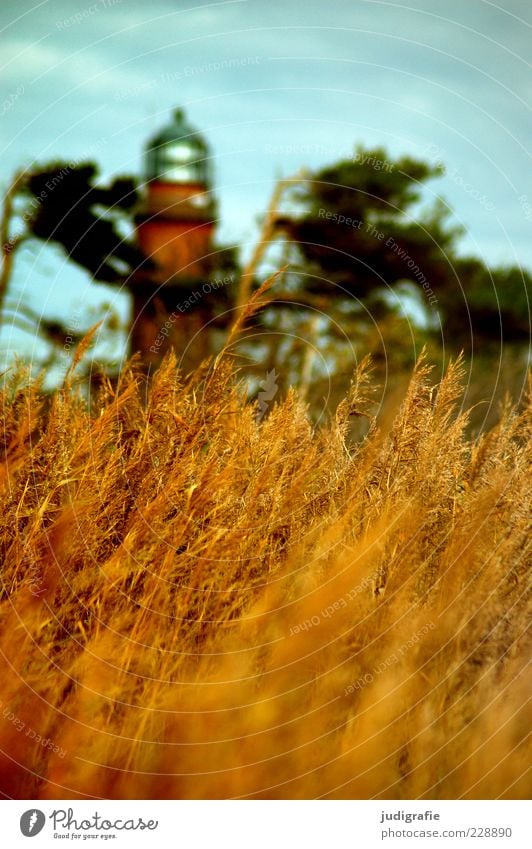 Darßer Ort Umwelt Natur Landschaft Pflanze Himmel Sommer Klima Küste Ostsee Meer Leuchtturm Bauwerk Gebäude Sehenswürdigkeit natürlich Wärme Stimmung