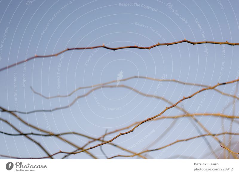 lines Umwelt Natur Pflanze Urelemente Luft Himmel Wetter Schönes Wetter Sträucher blau horizontal Dorn Linie Muster Strukturen & Formen Farbfoto Außenaufnahme