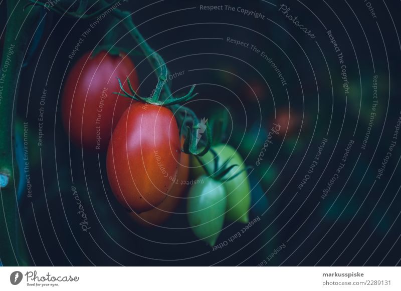 Tomaten Urban Gardening Lebensmittel Gemüse Salat Salatbeilage Frucht Kräuter & Gewürze Tomatenplantage tomatenstrauch züchten Blühend Pflanze Sträucher