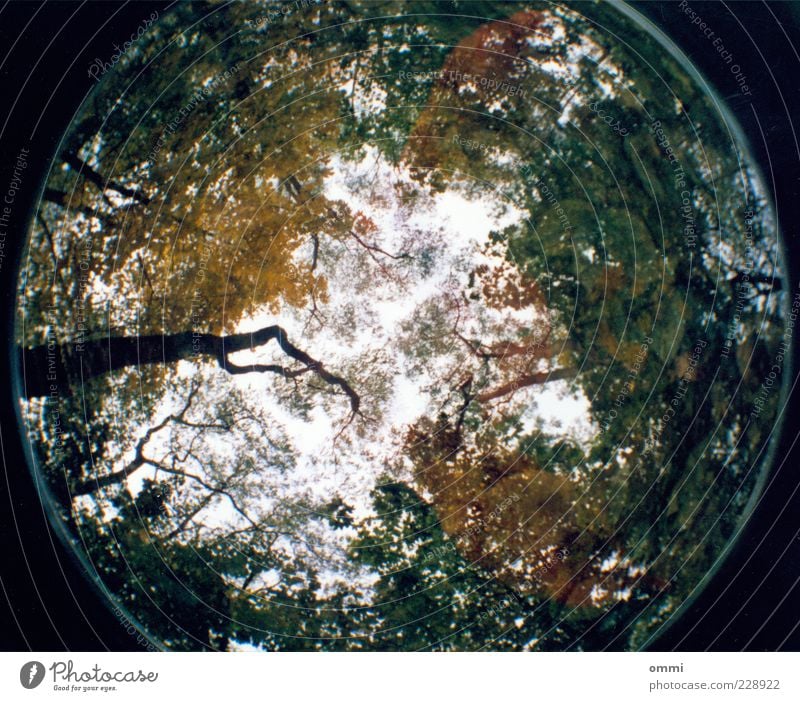 Ein Fisch im Wald Natur Himmel Baum Blatt Ferne groß hoch oben rund grün Baumkrone Geäst Ast Laubbaum Baumstamm Fischauge Lomografie analog Farbfoto