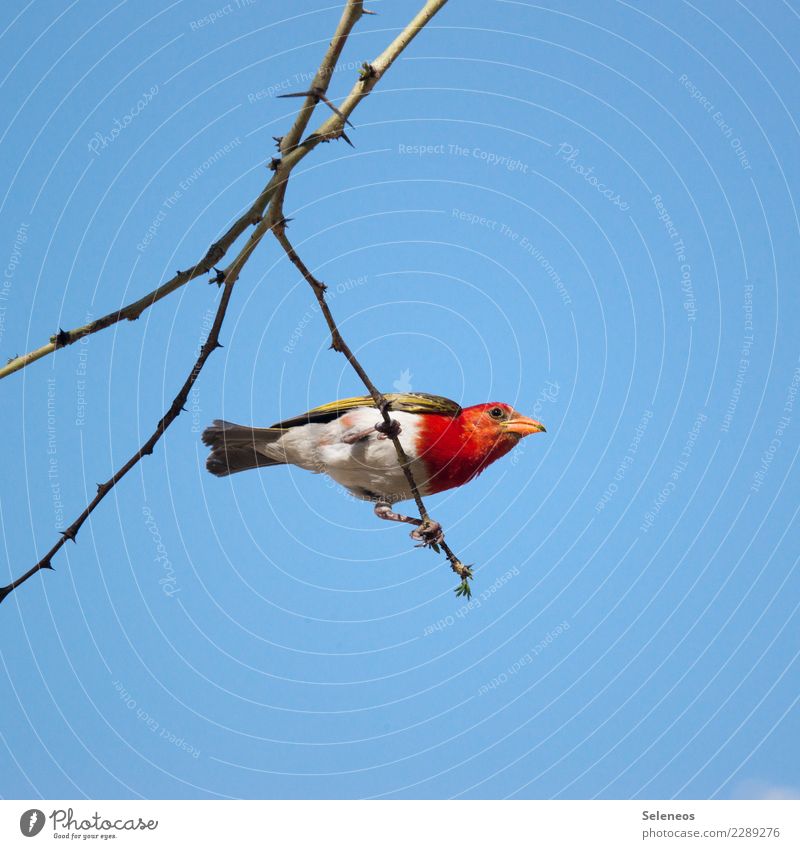 Scharlachweber Ferien & Urlaub & Reisen Tourismus Ausflug Ferne Expedition Umwelt Natur Wolkenloser Himmel Baum Ast Tier Wildtier Vogel Tiergesicht Webervogel 1