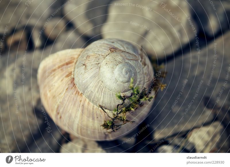 Eigenheim Umwelt Natur Tier Moos Schnecke 1 schleimig grau Schneckenhaus Stein Spirale Einsamkeit Versteck ruhig bewohnt Gedeckte Farben Nahaufnahme