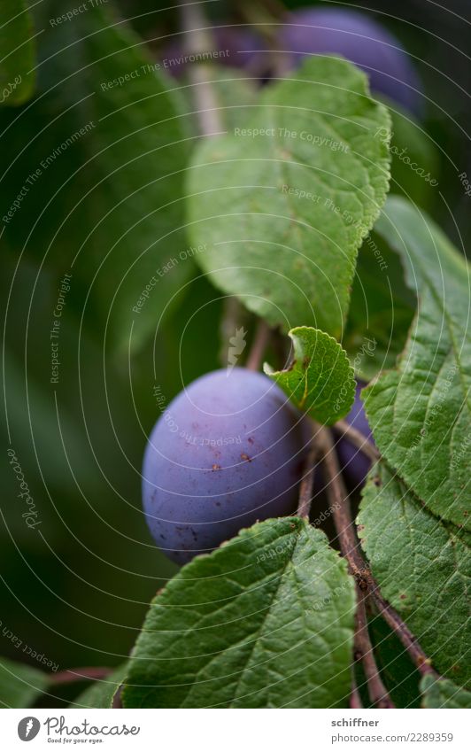 steinig|es Obst II Pflanze Baum Nutzpflanze Garten grün violett Frucht Obstbaum Obstgarten Pflaume Pflaumenbaum Pflaumenblatt Außenaufnahme Menschenleer