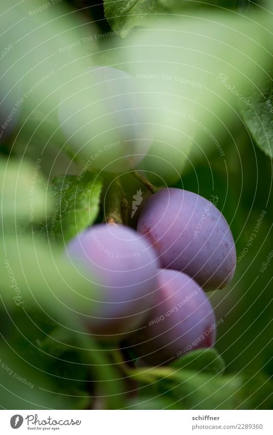 Reife Früchtchen Natur Pflanze Herbst Baum Nutzpflanze grün violett reif Frucht Obstbaum Obstgarten Pflaume Pflaumenbaum Pflaumenblatt Ernte sauer süß