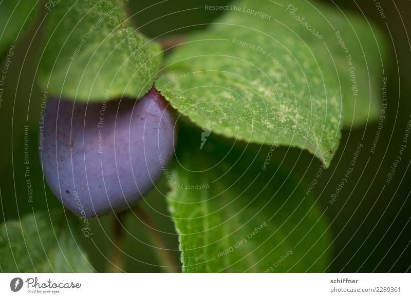 Reifes Früchtchen Pflanze Baum Blatt Nutzpflanze Garten grün violett Pflaume Pflaumenbaum Pflaumenblatt Frucht Obstbaum Steinfrüchte lecker reif süß sauer