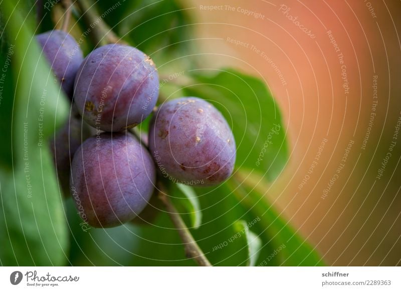 steinig|es Obst I Pflanze Baum Nutzpflanze Garten grün violett lecker Frucht Obstbaum Obstgarten Pflaume Pflaumenbaum Pflaumenblatt Außenaufnahme Menschenleer