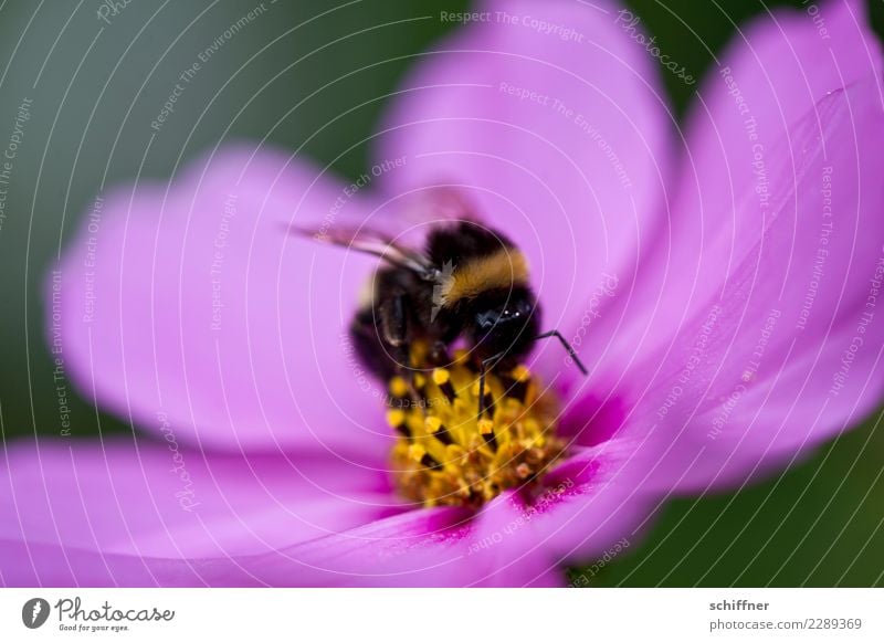 Pinker Puff für Hummel, besetzt Umwelt Natur Pflanze Tier Blume Blüte 1 rosa Blütenknospen Blütenblatt Blütenstempel Blütenpflanze Blütenkelch Nektar