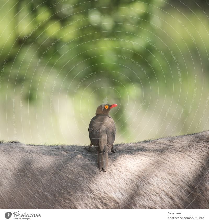 Madenhacker Ferien & Urlaub & Reisen Tourismus Ausflug Ferne Freiheit Expedition Sommer Sonne Umwelt Natur Tier Wildtier Vogel Esel nah natürlich exotisch