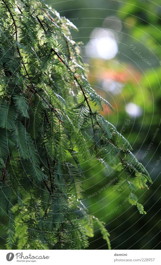 Tanne im Park ruhig Sommer Umwelt Natur Pflanze Baum grün Farbfoto Außenaufnahme Licht Schatten Sonnenlicht Zentralperspektive Ast Zweig Tannenzweig