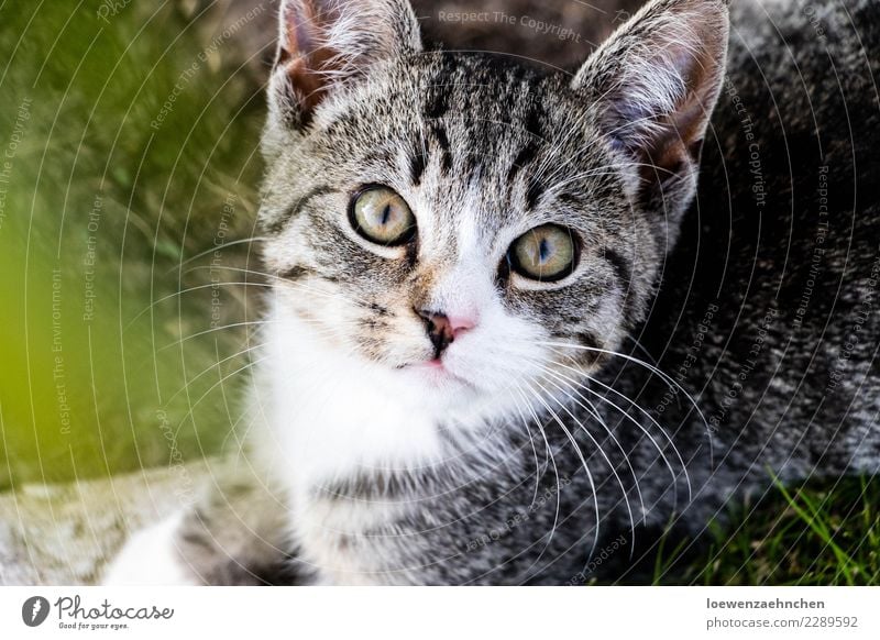 Fokussiert Tier Haustier Katze Tiergesicht Fell 1 Tierjunges beobachten entdecken hören Blick warten Neugier achtsam Wachsamkeit Interesse Erfahrung Farbfoto