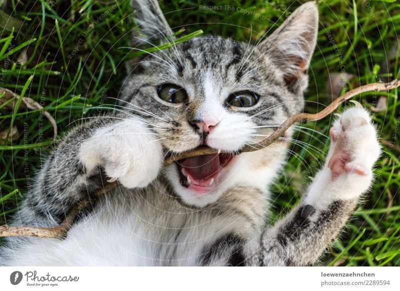 Der kleine Nager Ernährung Fasten Natur Tier Haustier Katze Tiergesicht Fell Krallen Pfote 1 Tierjunges Holz Essen Fressen authentisch Gelassenheit ruhig