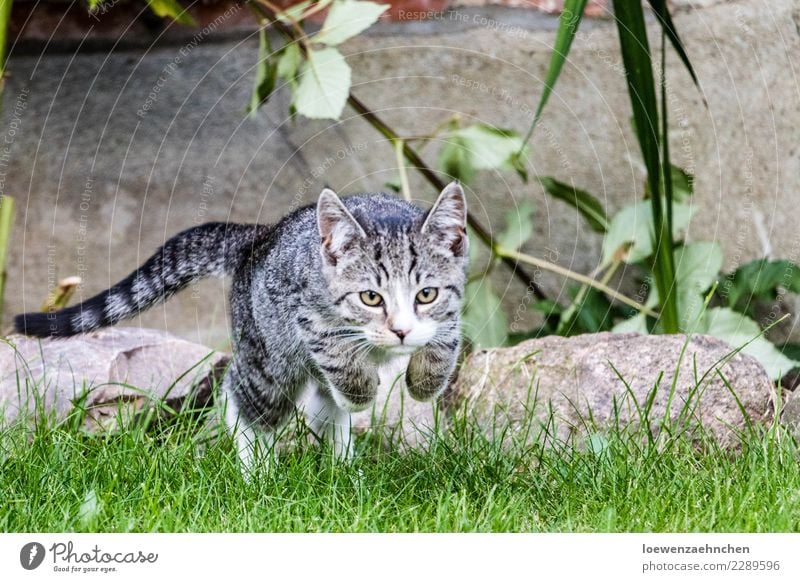 Angriff Umwelt Natur Tier Gras Garten Haustier Katze 1 Tierjunges Stein beobachten entdecken fangen fliegen Jagd Spielen sportlich Erfolg natürlich Kraft