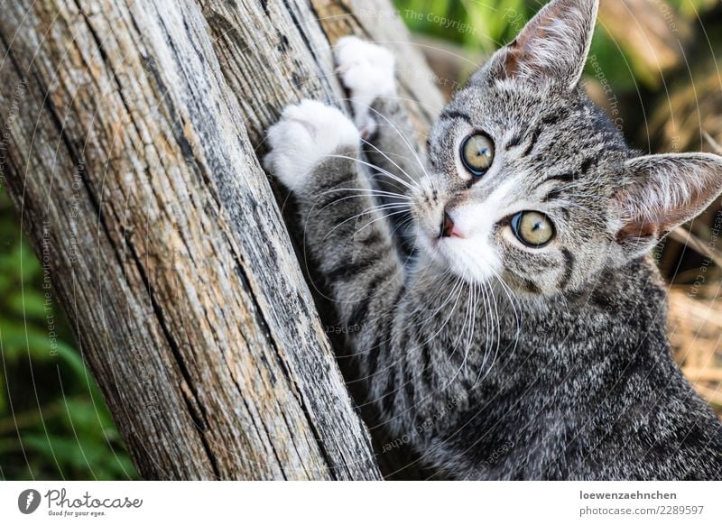 Wachsam, der Kleine Tier Haustier Katze Tiergesicht Fell Krallen Pfote 1 Tierjunges Holz entdecken authentisch Tierliebe achtsam Wachsamkeit Neugier Interesse