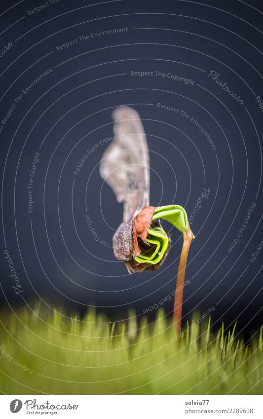 wachsen und gedeihen | Kraftakt Umwelt Natur Pflanze Erde Frühling Baum Moos Blatt Grünpflanze Wildpflanze Ahorn Ahornkeimling Keim Baumschössling Samen Wald