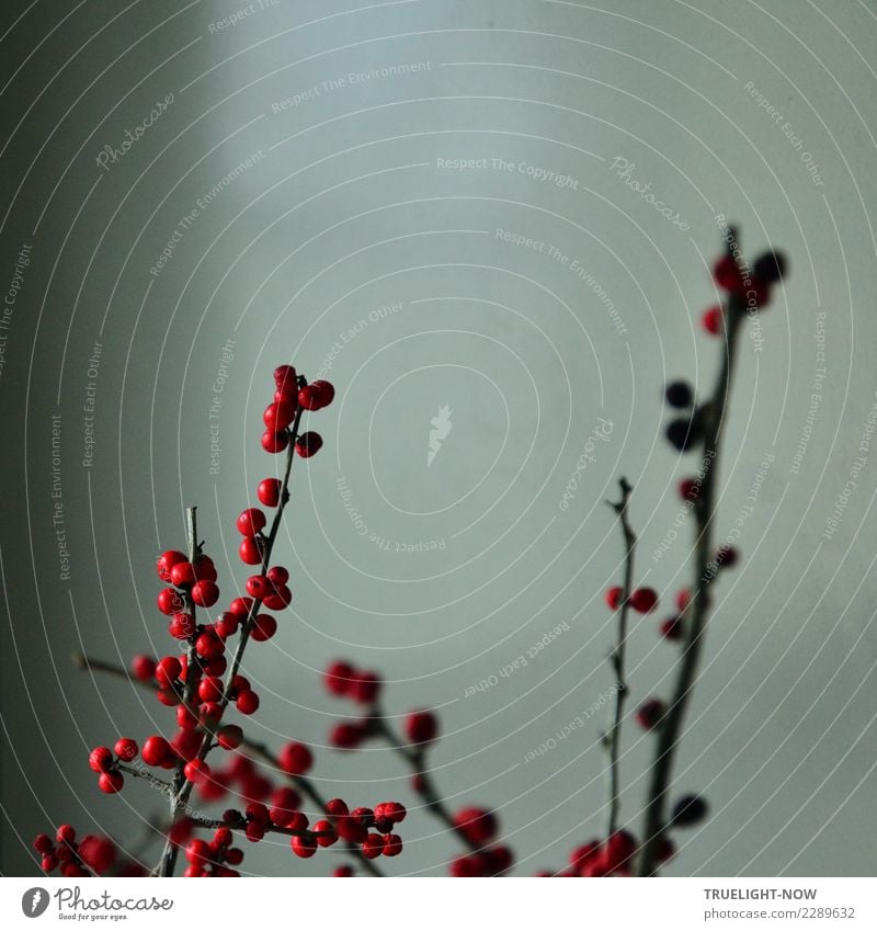 Winterberries - Es wird schon hell... Kunst Skulptur Sträucher ästhetisch authentisch elegant glänzend stachelig trocken grau rot schwarz Gefühle Lebensfreude