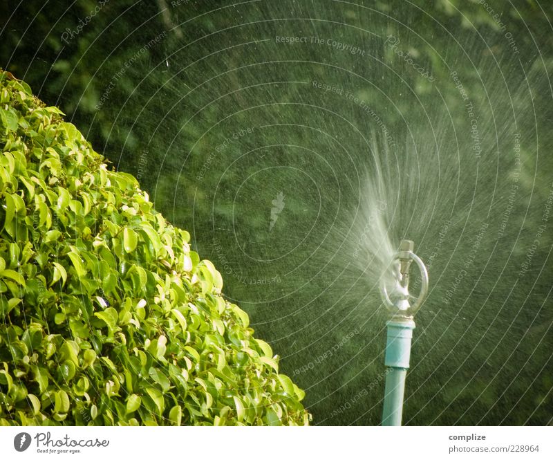 SPRITZIG ! Pflanze Baum Sträucher Grünpflanze Wasser frisch grün Rasensprenger sprengen gießen Wassertropfen Wasserstrahl Verwirbelung spritzen Wasserspritzer