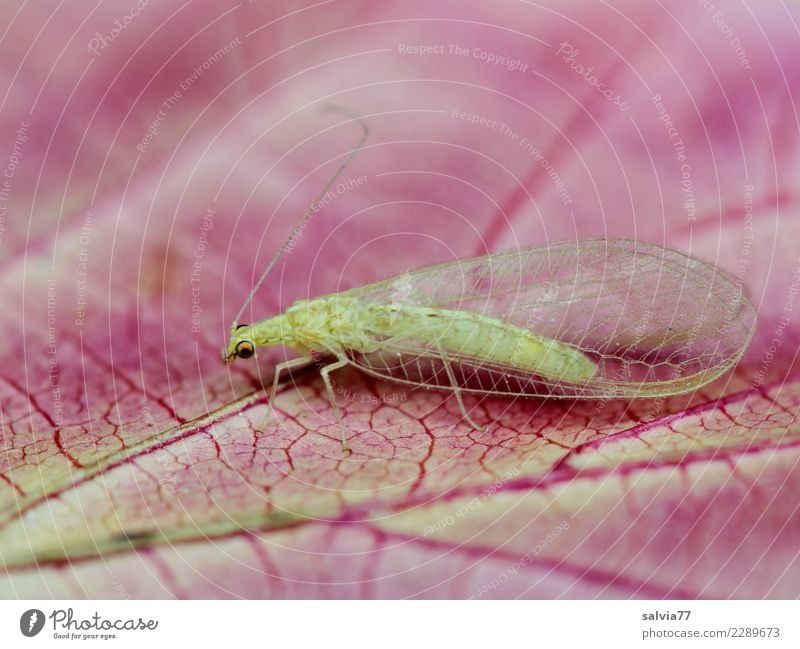 Adern Natur Pflanze Blatt Blattadern Tier Tiergesicht Flügel Insekt Florfliege 1 rosa Vergänglichkeit Lebenslinie filigran fein Farbfoto Außenaufnahme