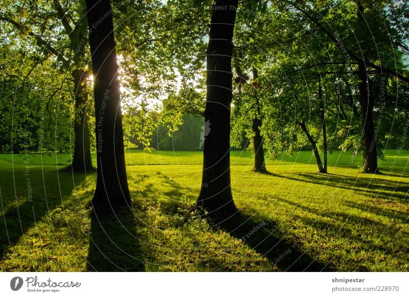 Waldmeister Wohlgefühl Erholung ruhig Sommer Sonne Umwelt Natur Landschaft Pflanze Frühling Klima Wetter Schönes Wetter Baum Gras Sträucher Park Wiese Leipzig