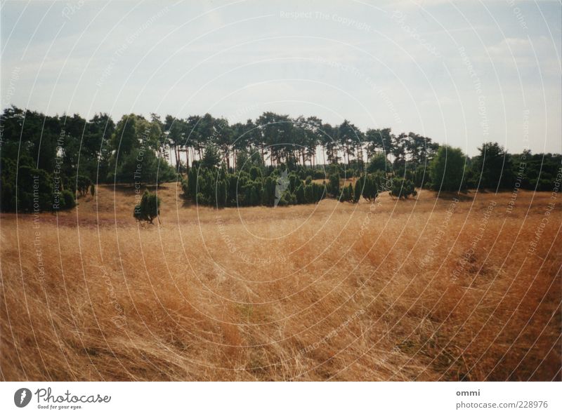 NEG.NR.< 7A > 09.99 F-C-P/F Natur Landschaft Himmel Sommer Schönes Wetter Baum Gras Sträucher Feld braun grün Halm Grasland Farbfoto Außenaufnahme Menschenleer