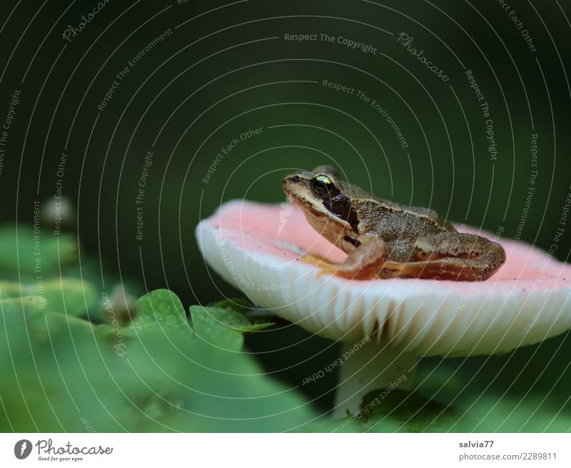 Kurioses | Verwunschene Prinzessin wartet auf Märchenprinz Natur Herbst Pflanze Blatt Pilz Pilzhut Wald Tier Frosch Amphibie Froschlurche 1 träumen warten