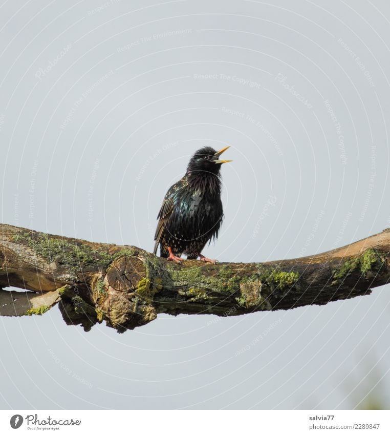 Zukunftsmusik | Sing-Star Natur Himmel Frühling Ast Tier Vogel Brunft 1 Kommunizieren ästhetisch schön Frühlingsgefühle elegant Leidenschaft singen Gesang