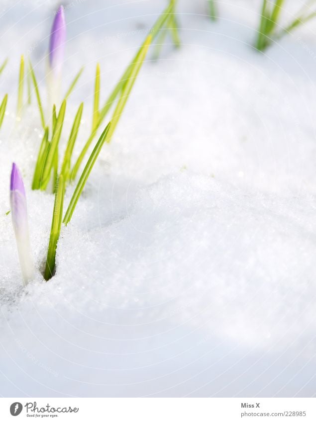 Da spitzt was! Natur Pflanze Frühling Winter Schönes Wetter Schnee Blume Blatt Blüte Park Wiese Blühend Wachstum kalt grün violett Beginn Krokusse Frühblüher