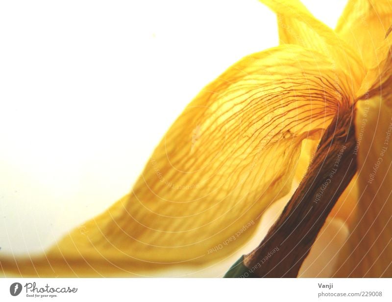 Zerbrechlich Natur Pflanze Blume authentisch natürlich gelb Frühlingsgefühle Narzissen Blüte Blütenblatt Farbfoto Makroaufnahme Unschärfe welk Blattadern