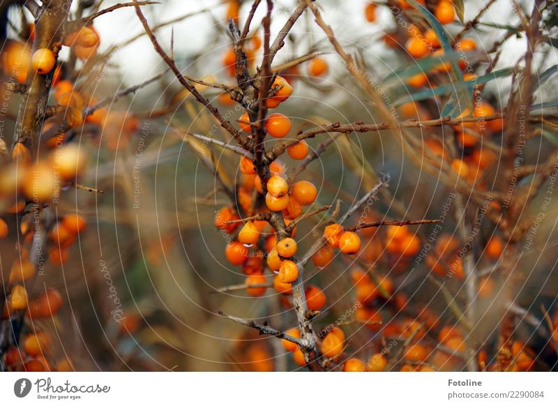 Vitamine pur! Umwelt Natur Pflanze Urelemente Wasser Wassertropfen Winter Sträucher Nutzpflanze Küste nass natürlich braun orange Sanddorn Beeren Frucht sauer