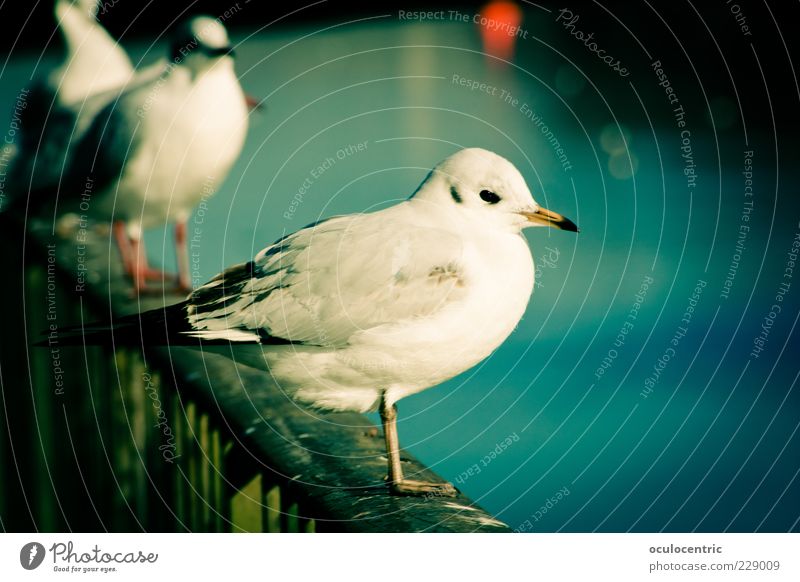 Neckartiere Fluss Stuttgart Deutschland Europa Altstadt Brücke Tier Wildtier Vogel 3 Tiergruppe sitzen warten frei blau Warmherzigkeit Schüchternheit ästhetisch