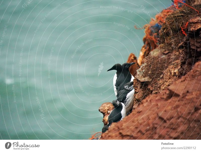 Lummenfels Umwelt Natur Pflanze Tier Urelemente Erde Wasser Winter Felsen Berge u. Gebirge Wildtier Vogel frei hell nah maritim nass natürlich blau braun orange