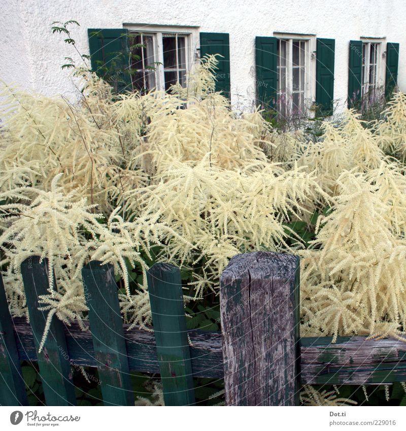 Geißvollbart Natur Pflanze Garten Menschenleer Haus Gebäude Fenster grün weiß Idylle Wald-Geißbart Vorgarten Fensterladen Zaun üppig (Wuchs) Blühend Bayern