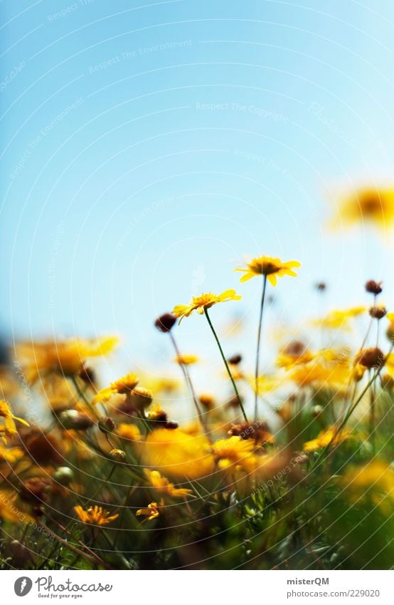 Yellow Sunshine. Umwelt Natur Pflanze ästhetisch Zufriedenheit ruhig Blume Blumenwiese gelb Blühend Blühende Landschaften Wiese Sommer Schönes Wetter gelbgold