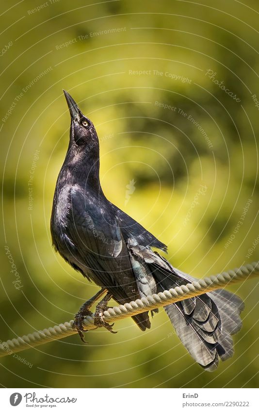 Schwarzer Vogel steht auf Seil nah oben mit grünem Hintergrund Sonne Halloween Natur Tier Wildtier 1 hell wild gelb schwarz geheimnisvoll Amsel Krähe Rabe Auge