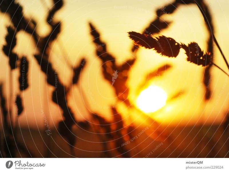 Hello Sunshine. Umwelt Natur ästhetisch Zufriedenheit Sonne Wärme Ende Traurigkeit Momentaufnahme Getreide Hoffnung Zukunft Unschärfe Sommer Sommerabend erhaben