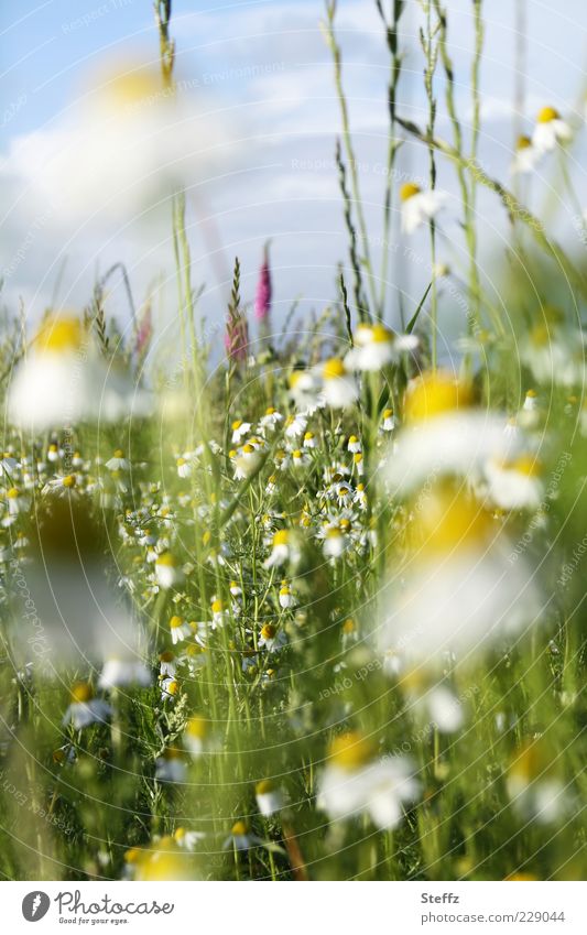 Sommer, komm bald - blühende Sommerwiese mit Kamillenblüten Duft Kamillenduft Wiese Wiesenblume Sommerblumen üppig Heilpflanzen blühende Blumen