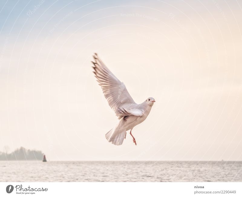 Guck mal Umwelt Natur Landschaft Himmel Herbst Klima Wetter Wellen Küste Meer Fischerdorf Schifffahrt Tier Vogel Flügel Krallen Möwe 1 beobachten fliegen