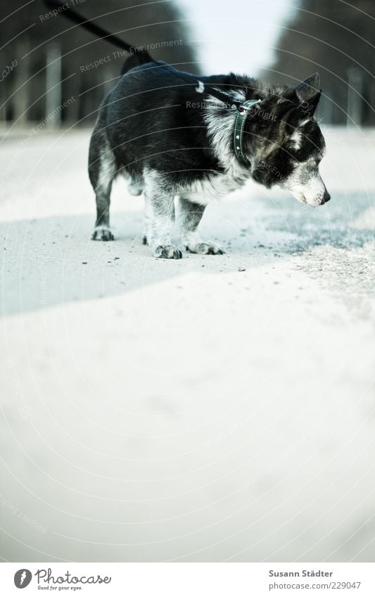 Bock Haustier Tiergesicht Fell 1 stehen Traurigkeit warten stur beleidigt Hund Hundeschnauze Hundehalsband Hundeleine Wege & Pfade Außenaufnahme Nahaufnahme Tag