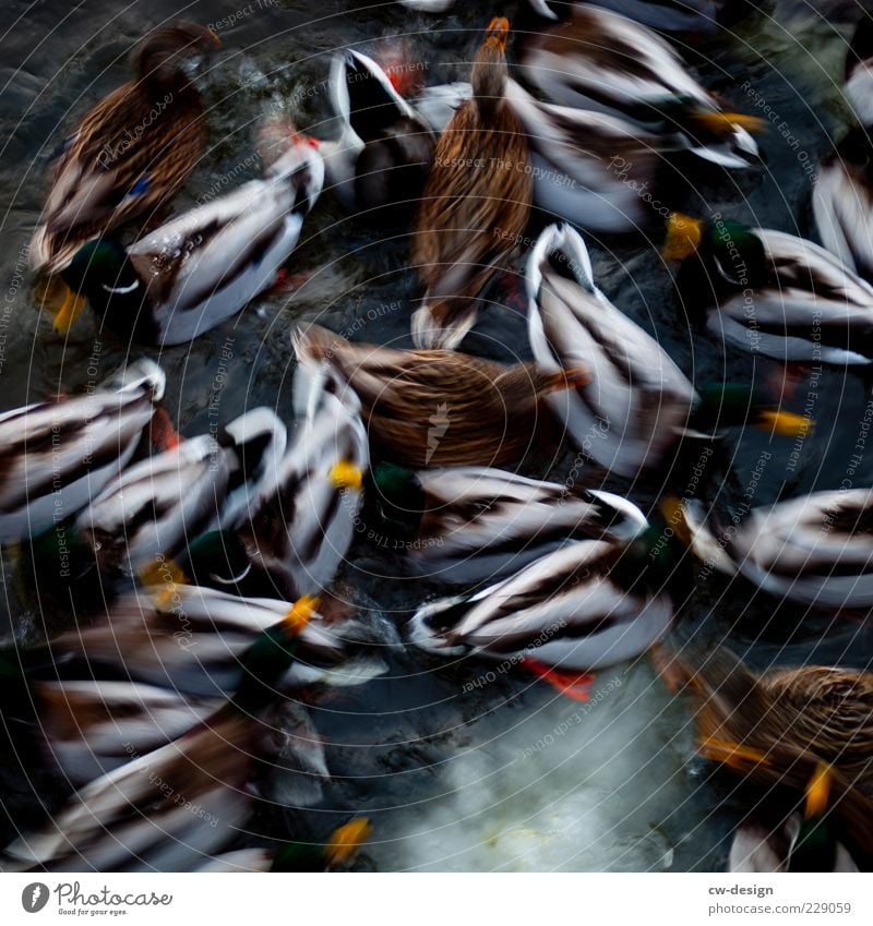 Ente süß/sauer (unscharf) Natur Wasser Winter See Fluss Tier Tiergruppe Schwarm füttern nass viele blau braun grün schwarz Wachsamkeit Nervosität gleich kalt