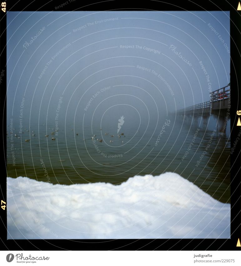 Küstennebel Umwelt Natur Landschaft Tier Wasser Winter Klima Nebel Eis Frost Schnee Strand Ostsee Prerow Brücke bedrohlich dunkel kalt Stimmung Seebrücke