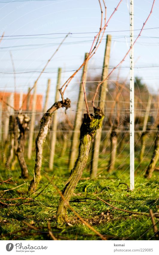 Alte Weinstöcke Umwelt Natur Landschaft Pflanze Sonnenlicht Schönes Wetter Gras Nutzpflanze Wachstum grün Weinbau Farbfoto Außenaufnahme Menschenleer Tag Licht