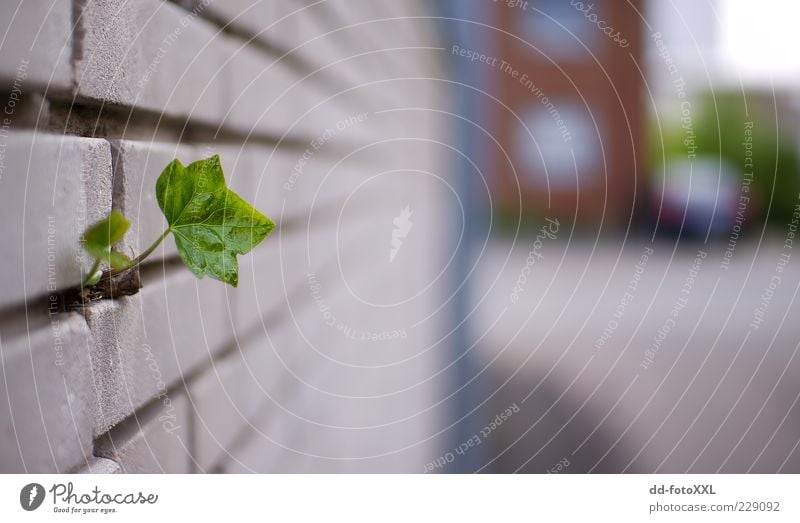 Lonely Umwelt Natur Pflanze Blatt Grünpflanze Mauer Wand Farbfoto Außenaufnahme Tag Licht Sonnenlicht Low Key Starke Tiefenschärfe Weitwinkel Trieb Durchbruch