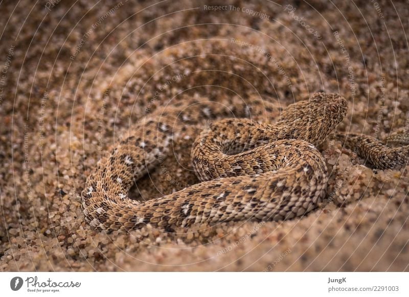 Getarnt exotisch Natur Tier Sand Wüste Wildtier Schlange 1 Bewegung wild Abenteuer Ferien & Urlaub & Reisen Überleben schlängeln Rückzug Sandviper Farbfoto