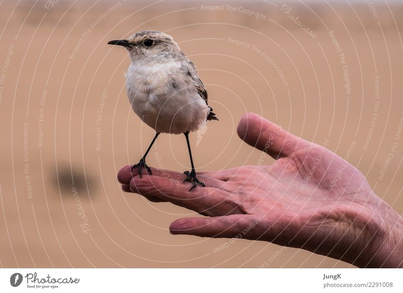 Startklar Hand Umwelt Natur Tier Wüste Vogel 1 Blick stehen lustig klug Freude Coolness Vertrauen Tierliebe Gelassenheit Neugier Beginn Zufriedenheit Farbfoto