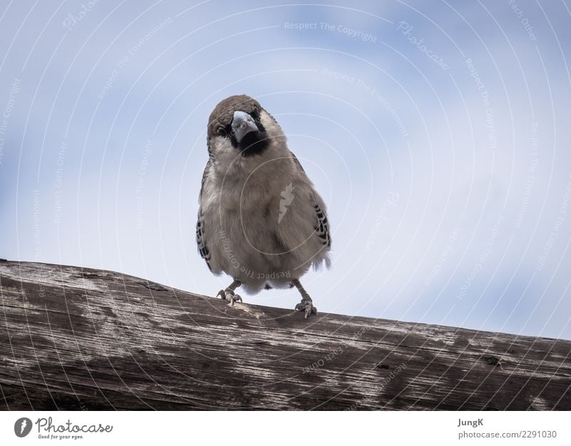 Überblick Natur Tier Baum Vogel 1 Blick sitzen warten lustig Neugier niedlich Freude Interesse Erwartung Namibia Afrika Farbfoto Außenaufnahme