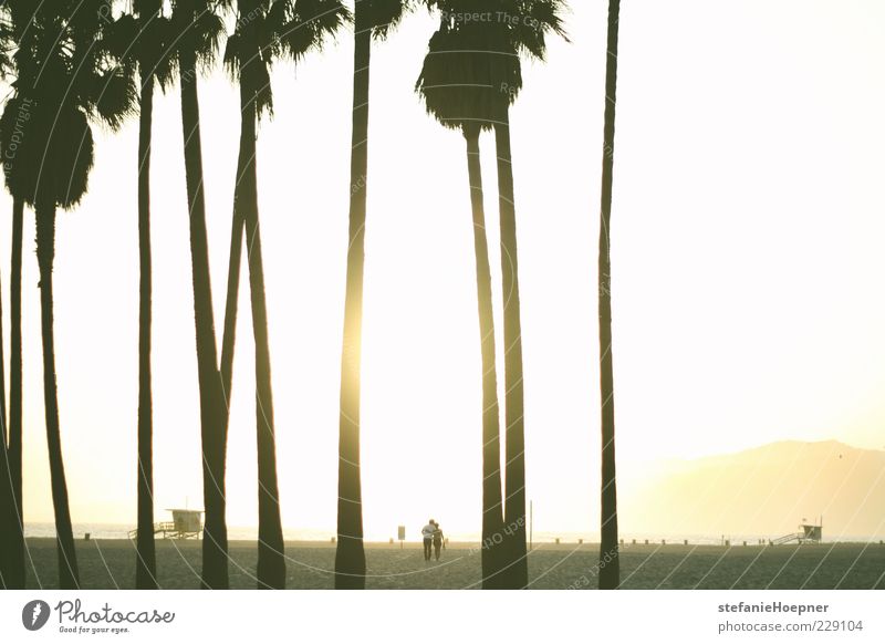 under palm trees Ferien & Urlaub & Reisen Sommer Sommerurlaub Sonne Strand Meer Mensch Paar Partner 2 Sand Sonnenaufgang Sonnenuntergang Palme Erholung genießen